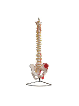 VERTEBRAL MODEL WITH PELVIS AND PAINTED MUSCLES